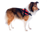 shetland dog and harness