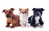 staffordshire bull terriers and chihuahua