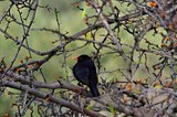 Eurasian Blackbird (turdus merula)