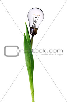 lamp bulb tulips