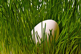 egg on green grass