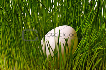 egg on green grass