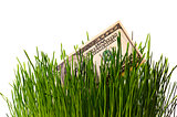 banknote dollar in green grass