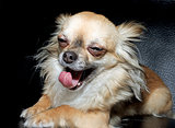 Closeup of a big yawn from a tiny Chihuahua