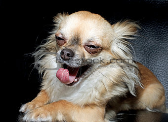 Closeup of a big yawn from a tiny Chihuahua
