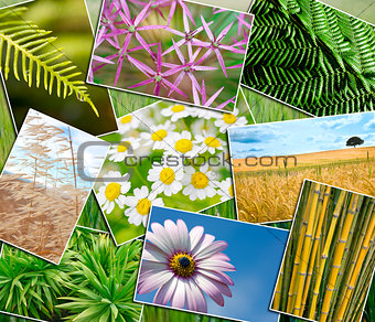 Natural Green Environment Plants Field Flowers Montage