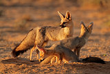 Cape fox family