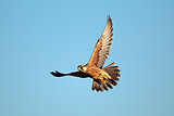 Lanner falcon in flight