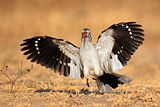 Red-billed hornbill landing