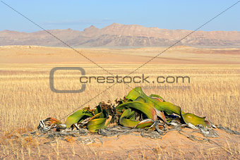 Welwitschia, Namib desert