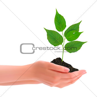 Hands holding young plant  