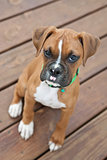 Fawn Boxer Puppy