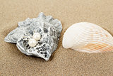 two pearl earrings and shells on sand