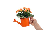 Child hand holding small watering can with flowers