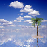 single palm on island with a beautiful sea and sky