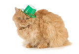 St Patricks Day cat