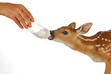 orphaned fawn