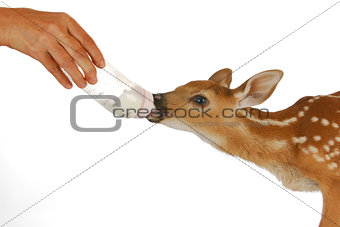 orphaned fawn