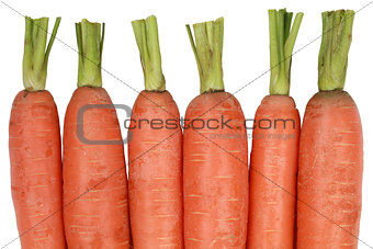 Fresh carrots, isolated on a white background