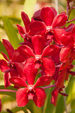 Orchid red