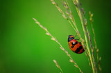 close up photo of ladybird with natural green background