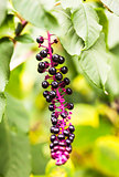 Wild autumn purple berries