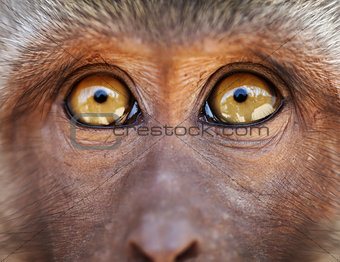 Monkey yellow eyes close up - Macaca fascicularis