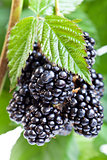 Fresh ripe blackberry on the twig
