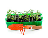 Seedlings in germination tray with gardening tools