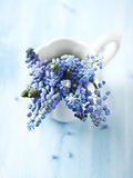 Bunch of grape hyacinths in a cup