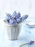Bunch of grape hyacinths in a ceramic vase