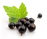 black currant with leafs