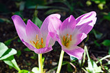 Two crocus flowers  close-up