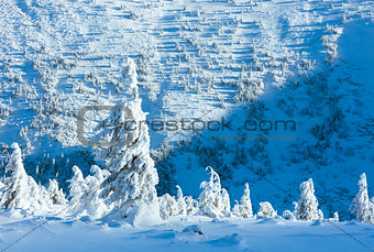 Winter mountain landscape with snowy trees
