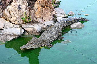 Crocodile in Green Swamp