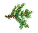 Fir branch white isolated