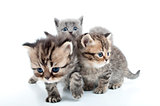 four kittens walking together
