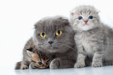 family portrait of Scottish fold ear mother cat with her kittens