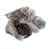 family portrait of Scottish fold cats