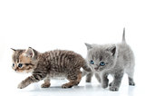 Two kittens walking towards together. Studio shot. Isolated over