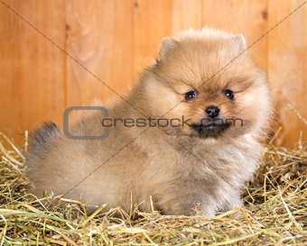 Pomeranian puppy on a straw
