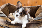 Papillon Puppy in bed 