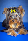Young Dog Breed Yorkshire Terrier