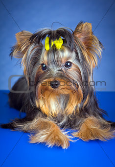 Young Dog Breed Yorkshire Terrier