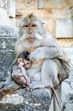 monkey in bali indonesia