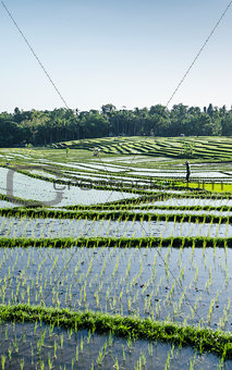 terraced rice fields landscape in bali, indonesia