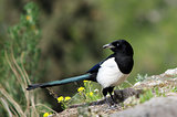 Magpie looking back
