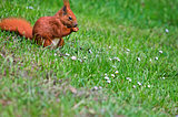Red squirrel on a green meadow
