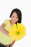 Close-up of a yellow Gerbera holding by a young woman