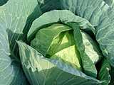 sunny cabbage